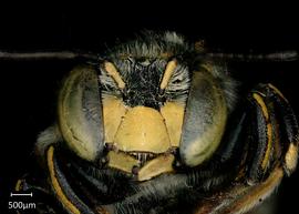   Anthidium maculifrons nbsp;male face, photo: Jeni Sidwell 
